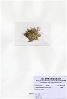 藏品(絲擬藻)的圖片